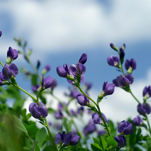 False Indigo Wallpaper